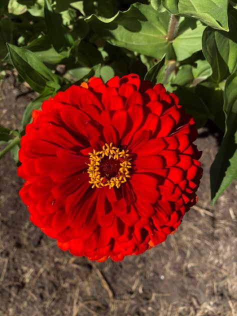 Red Zinnia, Zinnia Flowers, September Wedding, Flower Fairies, Single Flower, Flower Farm, My Flower, Wedding Flowers, Pure Products