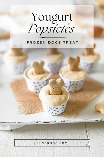 Top 5 Homemade Dog Food With Yogurt Popsicles For Dogs, Yogurt Dog Treats, Yogurt For Dogs, Frozen Yogurt Popsicles, Homemade Frozen Yogurt, Dog Cake Recipes, Cucumber Yogurt, Yogurt Popsicles, Creamy Yogurt