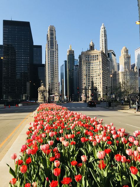 Ipad Makeover, Michigan Avenue Chicago, Michigan Avenue, Pretty Flowers, Tulips, Michigan, The Outsiders, Chicago, Ipad