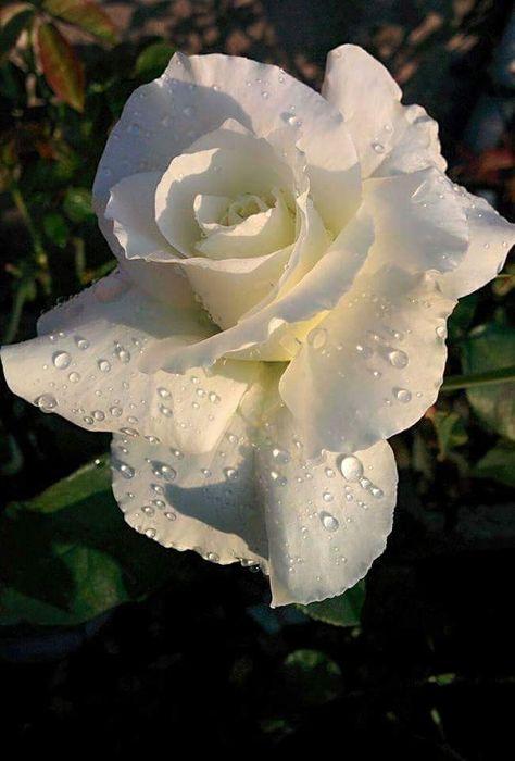 🌹🌹 WHITE ROSE WITH DEW DROPS 🌹🌹 Dew Drop Photography, Rose Reference, Macro Photography Flowers, Nature Photography Flowers, Rose Abstract, Macro Flower, Growing Roses, Dew Drops, Rose Photography