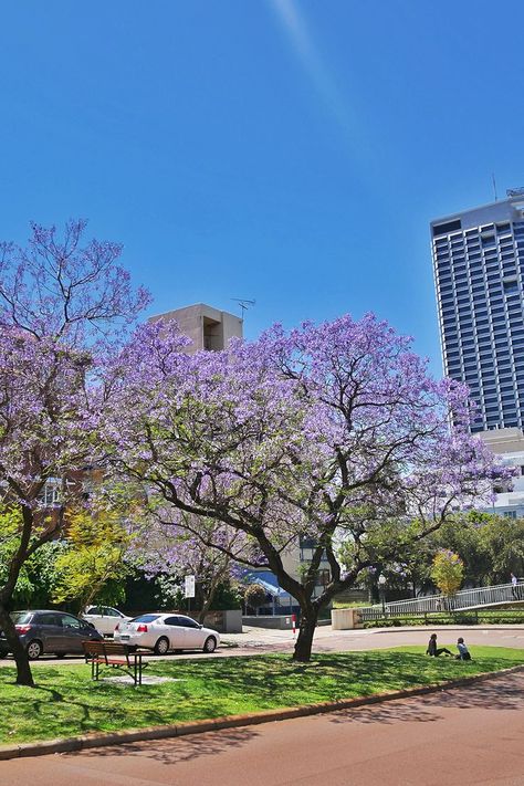 Perth Perth Australia City, Jacaranda Trees, Perth City, Kakadu National Park, Jacaranda Tree, Perth Australia, Travel Videos, Beautiful City, Greatest Adventure