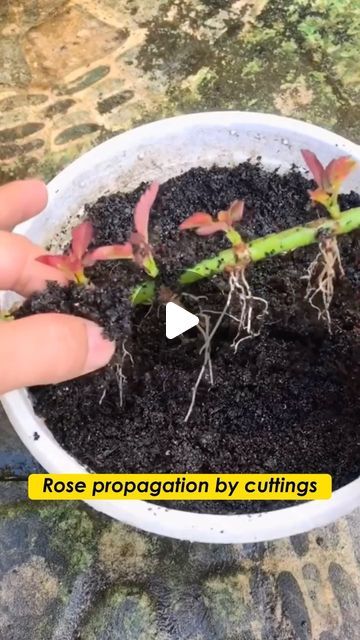 Seed to Flower on Instagram: "Rooting rose cuttings made easy! 🌹✨ Check out how simple it is to propagate roses with these tips.  #flower #gardenlove #gardenlife #plantlover #plantlife #rose #gardeningtips#garden #tips #flowers #plants #gardening #roses" Roses Planting Tips, Rooting Roses From Cuttings, Rose Plants Gardening, Rose Care Tips Gardening, Easy Propagating Plants, How To Propagate Desert Rose Plant, Rose Cuttings Rooting, Propagating Roses From Cuttings, How To Propagate Roses From Cuttings