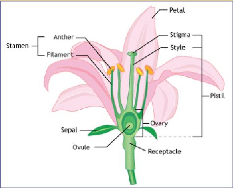 Video: The Reproductive Role of Flowers (from NOVA) Flower Reproductive System, Reproductive Parts Of A Flower, Reproductive Cycle, Flower Reproduction, Fairy Slippers, The Reproductive System, Oregon Grape, Purple Wildflowers, Science Lesson