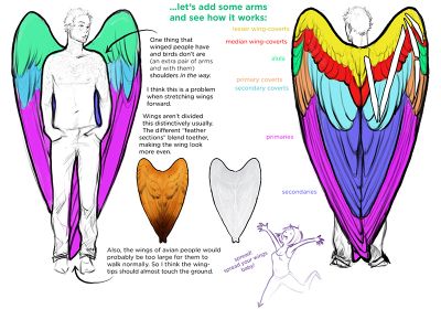 Drawing Tutorials Dump - Imgur Human Wings, Wing Anatomy, Wings Tutorial, Winged People, Bird People, Wings Drawing, Angel Drawing, Archangel Gabriel, Drawing Help