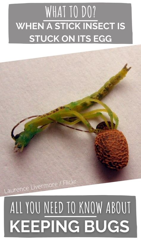 What to do when a stick insect is stuck on its egg? — You may find a newborn nymph that still has its eggshell on his back or one of its leg. I have seen it sometimes occur with the stick insects I care for. However, what should you do when you find a nymph that has still its eggshell stuck on its body and dragging around the enclosure? Do you just leave it alone, or do you need to intervene? Let me give you some advice that worked for me. Stick Insect Enclosure, Stick Insects, Insect House, Stick Bug, Stick Insect, Scandinavian Nursery, Praying Mantis, Science Biology, A Stick