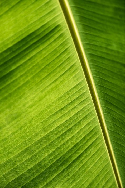 Close up of a big green banana leaf | free image by rawpixel.com / Kut Leaf Shadow, Shadow Shadow, Nature Photography Flowers, Kalamkari Painting, Tropical Background, Green Banana, Slytherin Aesthetic, Banana Tree, Orange Walls