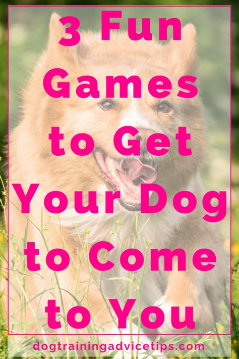 3 Fun Games to Boost Your Dog’s Recall Training - Dog Training Advice Tips Dog Recall Training, Dog Recall, Stay Quiet, Dog Minding, Easiest Dogs To Train, Dog Training Advice, Dog Training Techniques, Best Dog Training, Dog Info