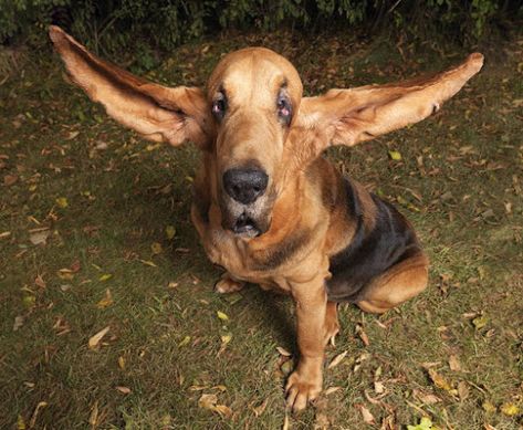 10 Funny-looking Dogs that will Make Your Day ~ Amazing Animals Funny Looking Dogs, Bloodhound Dogs, Funny Dog Photos, Guinness World Records, Funny Dog Pictures, Dog Wallpaper, World Record, Dog Pin, Dog Gifs