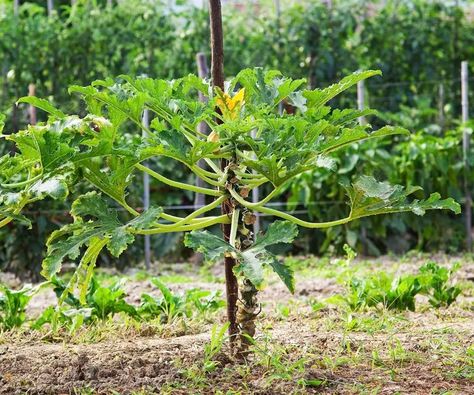 How to grow zucchini vertically to save backyard space | How To Grow Zucchini, Grow Zucchini, Vertical Growing, Pruning Plants, Growing Zucchini, Interior Design Advice, Backyard Spaces, Back Garden, Shopping Hacks