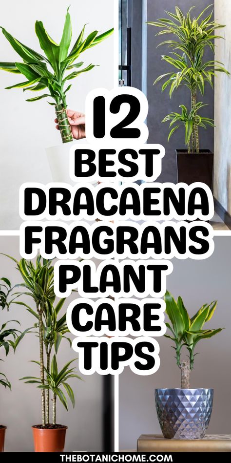 Beautiful corn tree plant thriving indoors, showcasing expert tips on Dracaena Fragrans plant care for houseplant lovers. How To Care For Dracaena Plant, Corn Plant Indoor Care, Corn Plant Indoor, Corn Plant Care, Dracaena Plant Care, Dracena Plant, Dracaena Fragrans, Dracaena Plant, Plant Care Houseplant