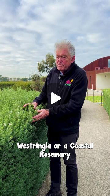 Hello Hello Plants on Instagram: "Coastal Rosemary is a hardy and attractive small shrub or hedge known for its remarkable versatility with white flowers.
Shop TODAY👇
https://www.thetutuguru.com.au/shop/buy-westringia-coastal-native-rosemary/

#hellohelloplants #coastalrosemary #melbourne #australia #nursery" Rosemary Hedge Design, Tuscan Blue Rosemary Hedge, Coastal Native Garden, Rosemary Hedge Front Yards, Native Rosemary, Australia Nursery, Rosemary Hedge, Coastal Rosemary, Landscaping Around House