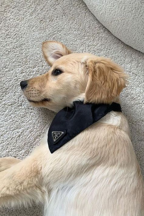 Luxury Dog Aesthetic, Prada Dog Collar, Dog Harness Aesthetic, Dog Clothes Aesthetic, Aesthetic Dog Clothes, Spoiled Dog Aesthetic, Rich Dog Aesthetic, Aesthetic Dog Collar, Pet Dog Aesthetic