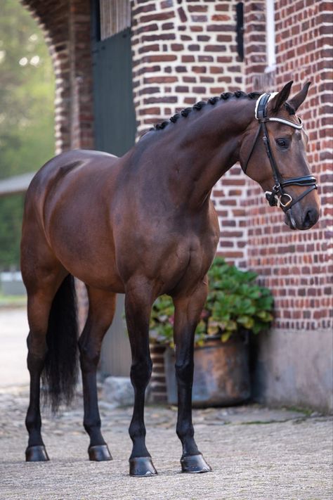 Ferdinand x UB40 Ferdinand Horse, Bay Horse Aesthetic, Hanoverian Horses, Chestnut Warmblood, Bay Thoroughbred Horse, Bay Horses, Flaxen Liver Chestnut Horse, Warmblood Horses, Horse Coat Colors