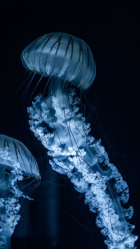 Moon Jellyfish Wallpaper, Blue Jellyfish Wallpaper, Jellyfish Lockscreen, Jellyfish Space, Jellyfish In Space, Glowing Jellyfish, Jellyfish Swimming, Jellyfish Pictures, Jellyfish Wallpaper