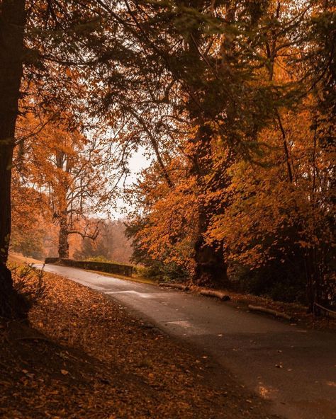 Sophia Season, Lydia Core, Autumn Lockscreen, Autumn Ambience, Me Season, Misty Autumn, Autumn Feeling, Autumn Scenery, Fall Is Here