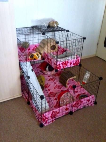 Planning my new cage - Hedgehog Central – Hedgehog pet care & owner forum Cavy Cage, Hedgehog Cage, Diy Guinea Pig Cage, Guinea Pig Diy, Guinea Pig Hutch, C&c Cage, Guinea Pig House, Pig House, Hedgehog Pet