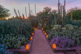 A Desert Holiday: The Best Holiday Attractions in Metro Phoenix Things To Do In Az, Phoenix Travel Guide, Things To Do In December, Downtown Winter, Desert Botanical Garden, Ice Skating Rink, Downtown Phoenix, Winter Event, Skating Rink