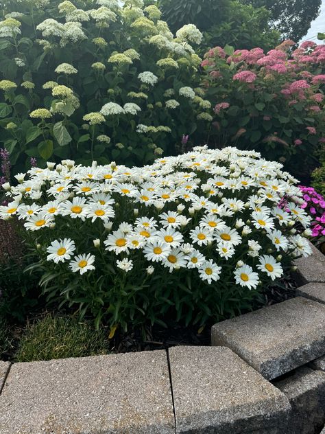 Shasta Daisies and Hydrangeas make the perfect pair!  Plants in this photo: AMAZING DAISIES® DAISY MAY® Leucanthemum INVINCIBELLE® Spirit II Hydrangea INCREDIBALL® Hydrangea Hydrangea Incrediball, Incrediball Hydrangea, Proven Winners Perennials, Shasta Daisy, Long Blooming Perennials, Shasta Daisies, Daisy Garden, Daisy May, Flowers Unique