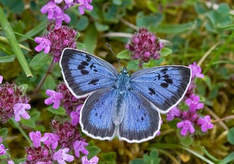 Large Blue (upperwing) Purple Emperor, Types Of Butterflies, Butterfly Species, Rare Species, British Wildlife, Butterflies Flying, Blue Butterfly, Beautiful Butterflies, Moth