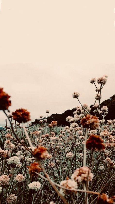 Fall Flower Wallpaper Iphone, Boho Asthetic Picture Wallpaper, Fall Boho Aesthetic, Western Collage Pictures, Fall Asthetic Photos Wallpaper, Western Asthetic Picture Wallpaper, Asthetic Photos Vintage, Rustic Wallpaper Iphone, Western Iphone Background