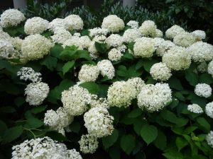 Anabelle Hydrangea, Moon Gardens, Hydrangea Arborescens Annabelle, Annabelle Hydrangea, Hydrangea Landscaping, Types Of Hydrangeas, Hydrangea Varieties, Smooth Hydrangea, Hydrangea Arborescens