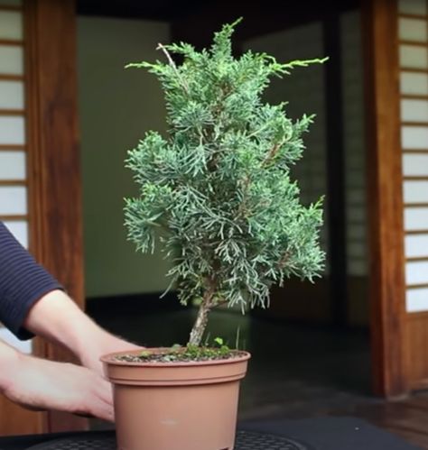 Learn how to create Bonsai from cheap and widely available nursery stock, in our introductory online course: https://www.bonsaiempire.com/courses/getting-started Bonsai From Nursery Stock, Bonsai Aquarium, Bonsai Kit, Bonsai Inspiration, Bonsai Nursery, Cheap Plants, Bonsai Tree Care, Plants Outdoor, Plant Hacks