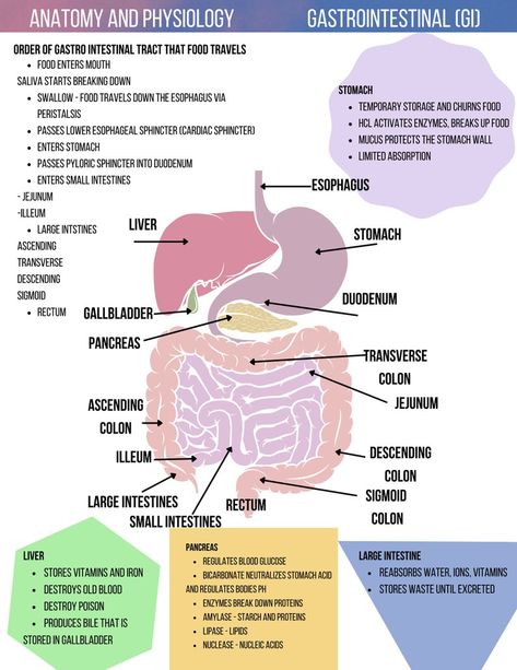 Anatomy Of Intestines, A&p 2 Notes, A&p 1 Notes, A&p Notes, Gi Nursing Notes, Anatomy And Physiology Notes Chapter 1, Human Anatomy And Physiology Notes, Anatomy And Physiology Notes Study, Notes Anatomy And Physiology