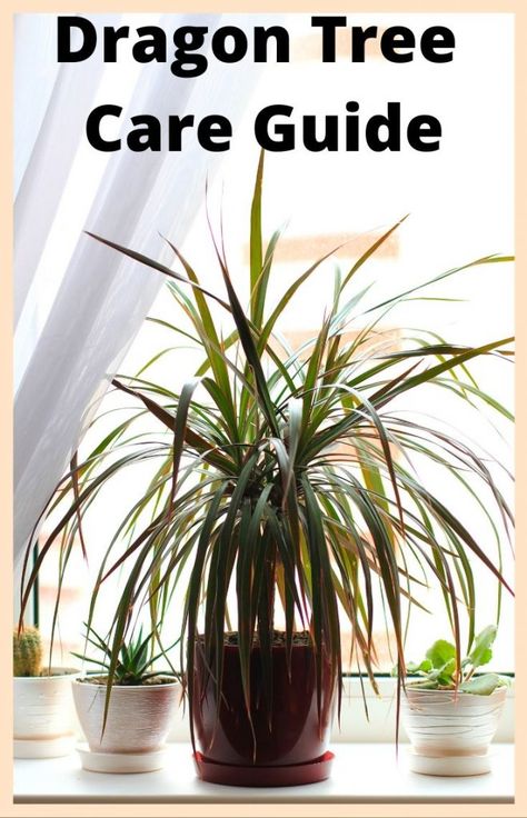 Dragon Tree care is not complicated. The Dragon Tree is from the Dracaena family which is relatively easy to care for and keep alive. It’s also commonly referred to as the Madagascar Dragon Tree and scientifically known as Dracaena marginata. This post looks at watering, fertilizing, propagating, lighting requirements, and more. Dragon Tree Plant Facts […] The post Dragon Tree Care and Houseplant Guide appeared first on . Dracaena Plant Care, Dragon Tree Plant, Big Indoor Plants, Madagascar Dragon Tree, Snake Plant Care, Dracaena Plant, Dragon Tree, Plant Care Houseplant, Plant Hacks