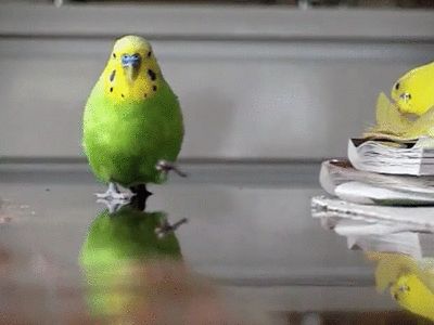 Birds With Arms, Budgies Bird, Budgie Parakeet, All Dinosaurs, Crazy Bird, Funny Birds, Parakeets, Pet Bird, All Birds