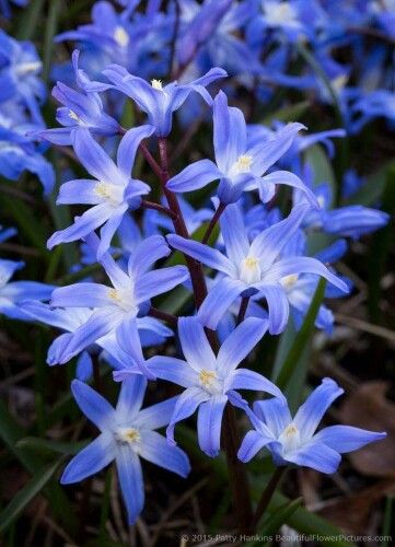 GLORY OF THE SNOW flowers Flower References, Poison Garden, Glory Of The Snow, Early Spring Flowers, E Flowers, Snow Flower, Blue And Purple Flowers, Garden Stuff, Back Garden