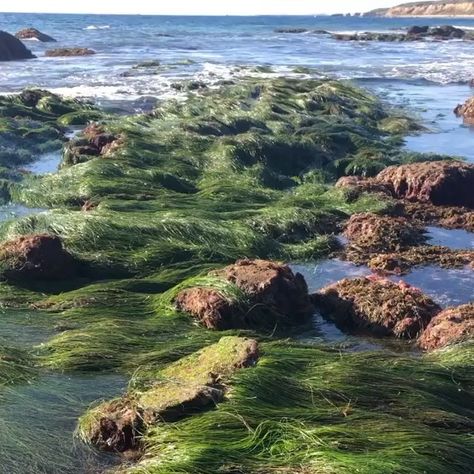 Newport Beach, CA on Instagram: “Happy Tidepool Tuesday! 🐚 From @crystalcovestatepark . Have you ever noticed this green seaweed, draped over the rocks in the tidepools…” Tidepools Aesthetic, Tidepool Aesthetic, Ocean Seaweed, Seaweed In Water, Ocean Rocks Aesthetic, Seaweed Plant Ocean, Blue Green Algae, Tide Pools, Rock Pools