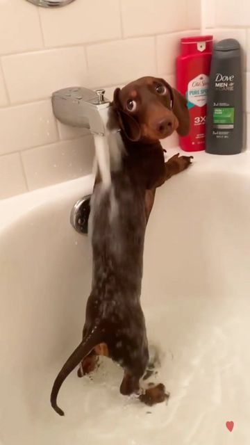 🐾Dachshund Doxie Wiener Sausage Dog🐾 on Instagram: "🔊 Does Your Doxie Like Water? 💦 Video by 💗@barkleytheweenie Follow us👉@ilovemydachshunddog ⁣⁣ 🌭Grab Your FREE GIVEAWAY - Till Stocks Last. 📢 Hurry up and get yours by clicking the link in our bio 👆💍🛒 🧡 Free Shipping WORLDWIDE + an Extra 15% OFF! 🎁 Hot things go quickly! ⁣⁣⁣⁣ 👥 ⤵ Double tap & tag your friend Below! 💖⁣⁣ ⁣⁣ ⁣⁣ ⁣⁣ ⁣⁣ ⁣⁣ ⁣⁣ ⁣⁣ ⁣⁣ ⁣⁣ ⁣⁣(All rights are reserved & belongs to their respective owners)⁣⁣⁣ R #dachshund #saus Funny Corgi, Puppies Cute, Really Cute Dogs, Funny Dachshund, Weenie Dogs, Hilarious Funny, Dachshund Puppies, Dachshund Puppy, Cute Funny Dogs