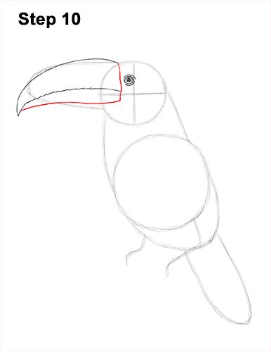 Toucan Bird Drawing 10 Toucan Bird Drawing, Keel Billed Toucan, Bird Beaks, Toucan Bird, Pencil Drawings Of Animals, Bird Drawing, Sketch Videos, Flower Drawing Design, Sketching Techniques