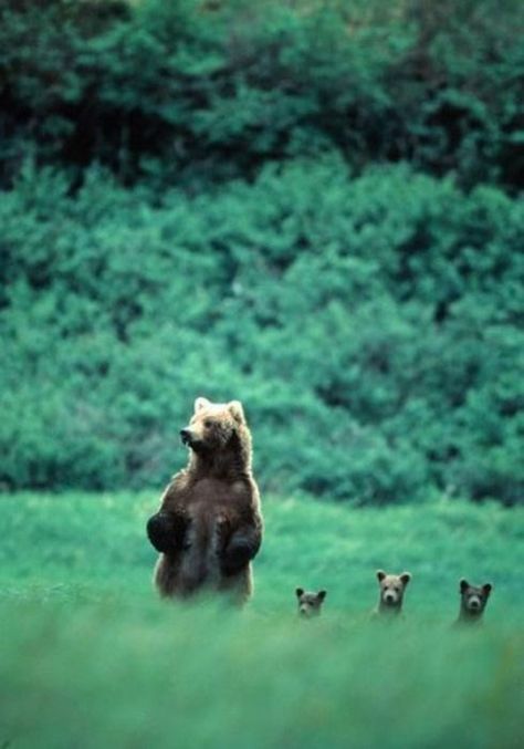 I Can Has Cheezburger? - fathers day - fathers day Brown Bear, Bears