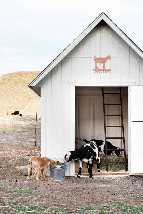 Goat Shed, Goat Pen, Goat Shelter, Pet Goat, Goat House, Goat Care, Goat Barn, Raising Goats, Large Dog Crate