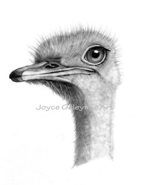 Clip Art Ostrich in Pencil Freehand Drawing by JoyfulArtImages, $4.00 Ostrich Head, Draw Tutorial, Pencil Drawings Of Animals, Bird Drawing, Animal Sketches, Bird Drawings, Bird Illustration, Animal Clipart, Beautiful Drawings