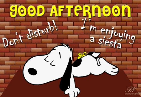 Funny Good Afternoon Images, Afternoon Naps Quotes Funny, Good Afternoon Snoopy, Afternoon Quotes Funny, Good Afternoon Quotes Funny, Funny Good Afternoon Messages, Have A Good Afternoon, Good Afternoon Wishes Images, Good Afternoon Post