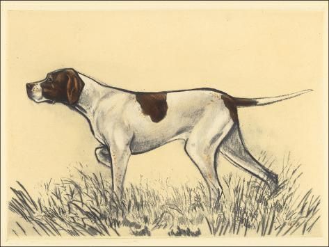 size: 24x18in Art Print: Hunting Dogs-Pointer by Andres Collot : Hunting Drawings, Hunting Cabin Decor, Pointer Puppies, Bluetick Coonhound, Hunting Art, Hunting Women, Pointer Dog, Bird Hunting, Dog Info