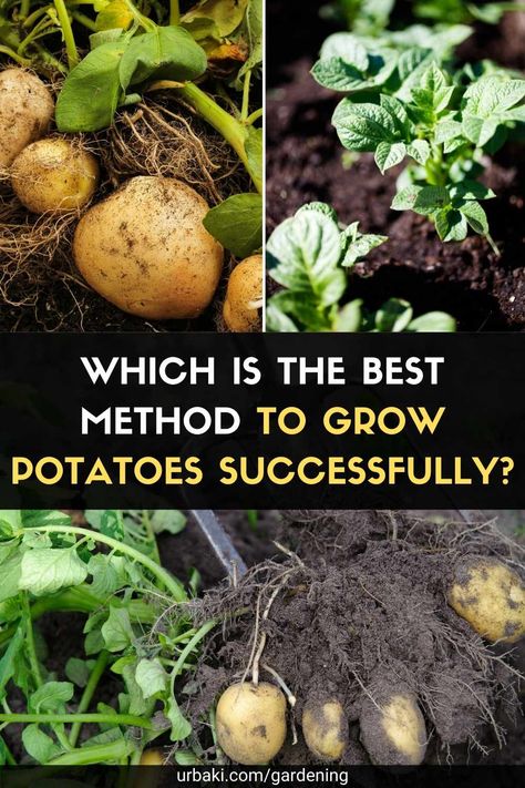 If you are thinking of growing your own potatoes, now is the time. But before you start, you need to consider the right planting approach for your garden, depending on where you are. In this video tutorial, the creator of Self Sufficient Me ran a test: He grew potatoes in 3 different ways: in supermarket potatoes, up to the wrist, and in drills and we see which one is better! The first way was a grocery store that had turned green in the pantry, so he planted them on the doll of the bed and... Potato Towers, Iris Flowers Garden, Potato Tower, Container Potatoes, Potato Gardening, Grow Potatoes, Compost Tumbler, Garden 2023, Vegetable Garden Planner