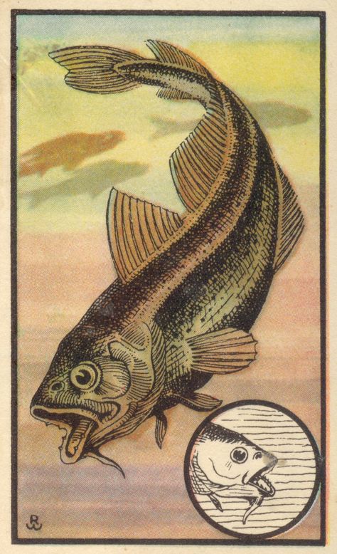 Fish Vintage Illustration, Fish Art Illustration, Vintage Fish Poster, Fish Posters, Fish Photos, Fish Poster, Vintage Tattoo Design, Fish Artwork, Japan Painting