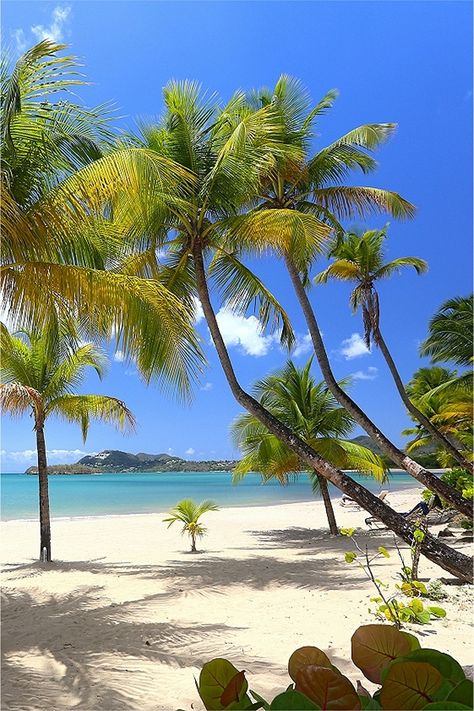 St Lucia beaches are just fantastic, white sand, blue seas, palm trees and easily accessible from your resort.  Flying out from the UK, Abbot Travel can help you book that dream holiday. #letherinspireyou #my_stlucia #TravelSaintLucia  #SaintLucia #StLucia #luxuryresort #luxurylifestyle #resortlife #resortliving #AbbotTravel #caribbean #caribbeantravel #travel #islandlife #wanderlust #paradise #getaway #BeautifulDestinations #bucketlist #travels #luxuryholiday #luxurytravel #coast #coastline St Lucia Beach, St Lucia Vacation, St Lucia Travel, Carribean Travel, St Lucia Caribbean, Caribbean Culture, Saint Lucia, Brazil Travel, Caribbean Vacations