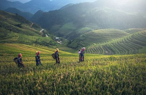 Bali, Indonesia  Top Travel Destinations  Top Honeymoon Destinations Thailand Itinerary, Voyage Bali, Vietnam Voyage, Nature Architecture, Rice Terraces, The Tourist, Hill Station, Hoi An, Slow Food