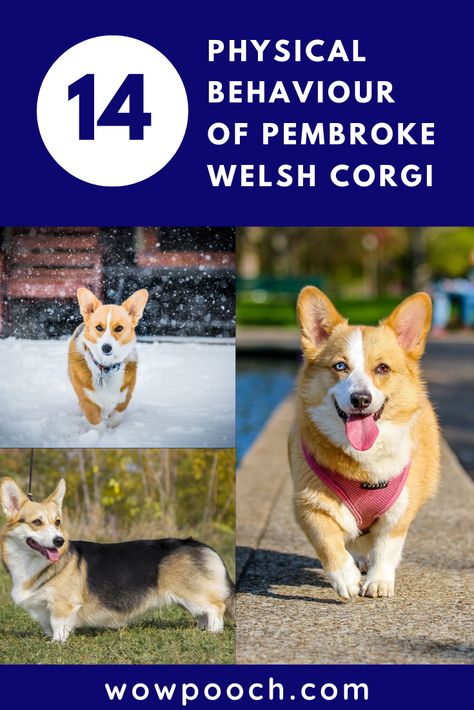 #Pembroke #Welsh #Corgi #Dog #Breed Information, #Pictures, #Characteristics Best Family Dog Breeds, Healthiest Dog Breeds, Corgi Dog Breed, Training Food, Corgi Breeds, Family Dogs Breeds, Corgi Facts, Pembroke Welsh Corgi Puppies, Cute Corgi Puppy