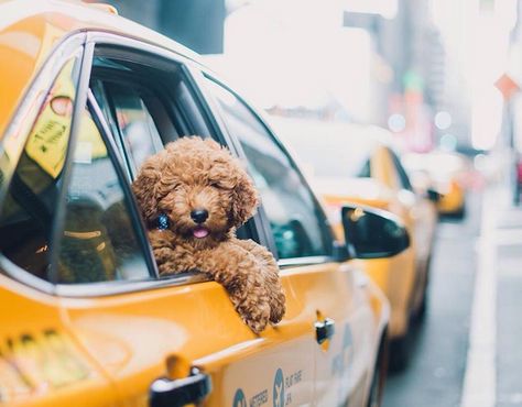 The "Instagram For Dogs" features hundreds of pup pics uploaded by pet lovers guaranteed to make you smile. Plus, its parent company helps save shelter dogs. Pet Taxi, Dog Friendly Hotels, City Dog, Pet Blog, Taxi Cab, Best Dog Breeds, Dog Daycare, Dog Blog, Plush Dog Toys