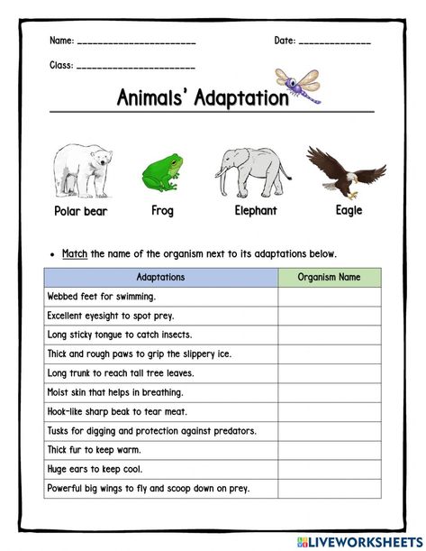 Animal Behavior Activities, Adaptation In Animals Worksheet, Animal Adaptations Worksheet, Adaptation In Animals, Animal Adaptations Activities, Adaptations Science, Adaptations Activities, Grammar Board, Animal Adaptation