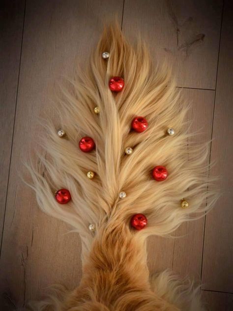 Golden Retriever Christmas Tree Tail. Dog Christmas Photos, Dog Christmas Pictures, Golden Retriever Gifts, Golden Retriever Christmas, Golden Retriever Mix, Dog Photoshoot, Christmas Photoshoot, Golden Rule, Dog Photography