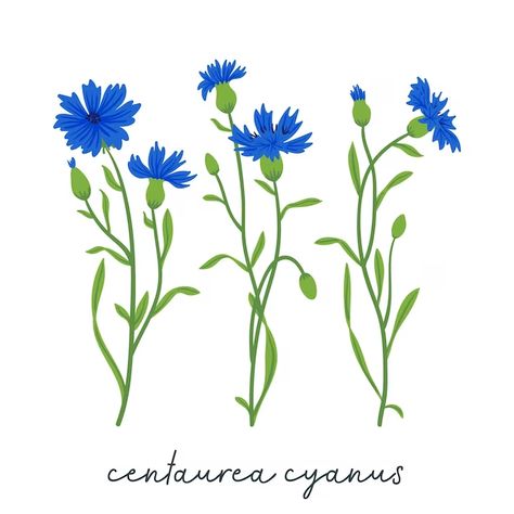 Premium Vector | Vector cornflowers field vector set summer wild meadow flowers honey plant illustration knapweed blue collection isolated on white centaurea botanical floral design elements Wild Meadow, Meadow Flowers, Flower Graphic, Plant Illustration, Flower Illustration, Botanical Illustration, Pine Cones, Premium Vector, Design Elements