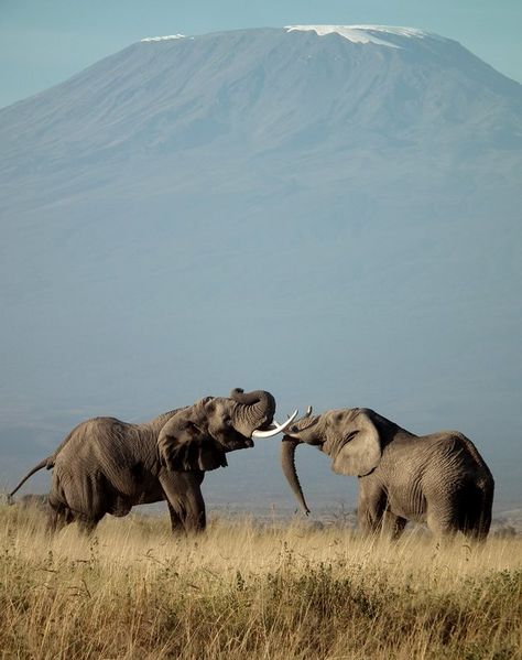 All About Elephants, Elephant Photography, Elephants Never Forget, Wild Kingdom, Save The Elephants, Asian Elephant, Elephant Love, African Wildlife, African Elephant