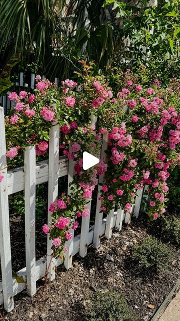 Rosie on Instagram: "Happy earth day everyone!! 🌳🌎💕   The Peggy Martin rose, also known as the “Katrina rose,” has a captivating tale that began with Peggy Martin, a Louisiana gardener and descendant of a family with deep roots in the area. When Hurricane Katrina struck in 2005, Martin’s garden, along with much of her community, was submerged under floodwaters. Miraculously, one rose bush survived the devastation, resilient against the storm’s fury. This lone survivor, a vigorous climbing rose, later came to be known as the Peggy Martin rose. Its ability to endure the harshest of conditions and thrive amidst adversity captured the hearts of many, symbolizing hope and resilience in the face of disaster. Today, the Peggy Martin rose serves as a living testament to the strength of the huma Climbing Roses Pergola, Peggy Martin Rose Climbing, Katrina Rose, Peggy Martin Rose, Martin Rose, Lone Survivor, Climbing Rose, To Be Known, English Country Style