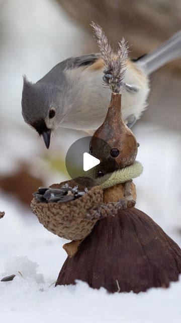 David Bird, Woodland Fairies, Woodland Fairy, Surprise Me, Cooking Art, Weird And Wonderful, The Birds, Bird Watching, My Favorite Part